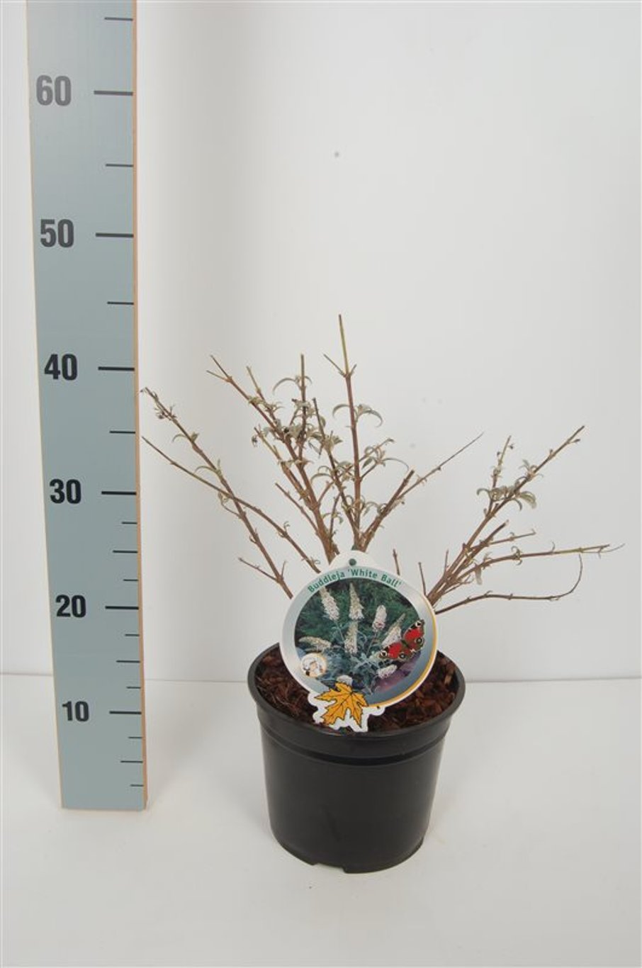 Buddleja 'White Ball' - C3